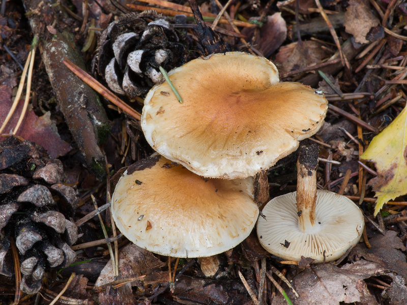 Pholiota mixta